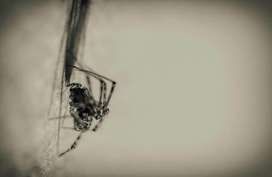 Animal Photograph - Spider 1 by Pixie Pics