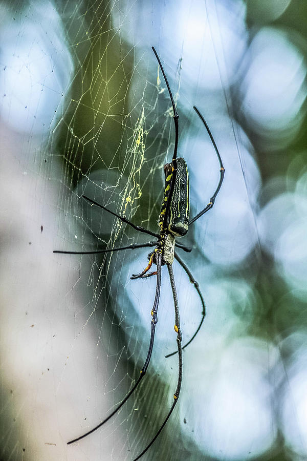 Spider Photograph - Spider by Abd Hamid