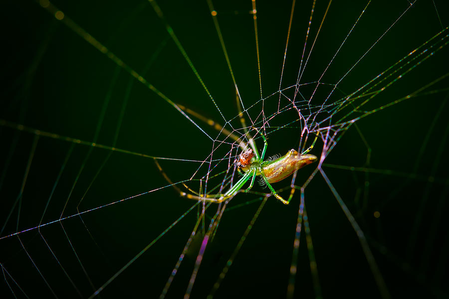Spider Photograph by Albert Photo
