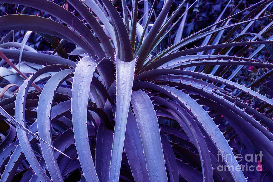 Spider Aloe pattern toned Photograph by Marina Usmanskaya