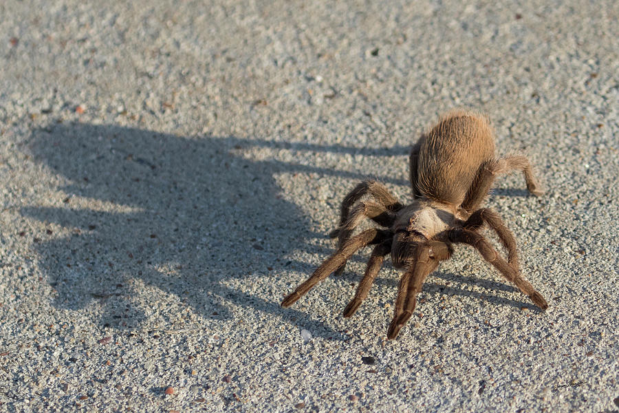 Spider And Its Shadow Photograph by Jurgen Lorenzen