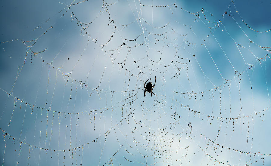 Spider Art Photograph by Marcy Wielfaert