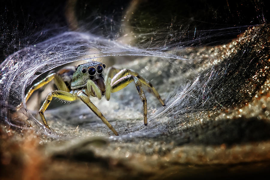 Insects Photograph - Spider At The Gate by Fauzan Maududdin