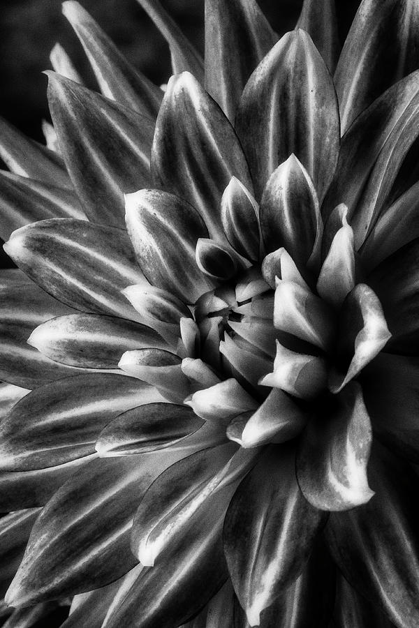  Spider Dahlia In Black And White Photograph by Garry Gay