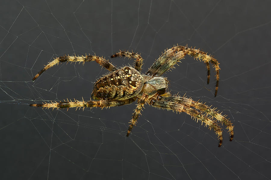Spider Photograph - Spider by Drago Cerovsek