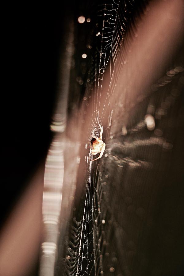 Spider Dusk Photograph