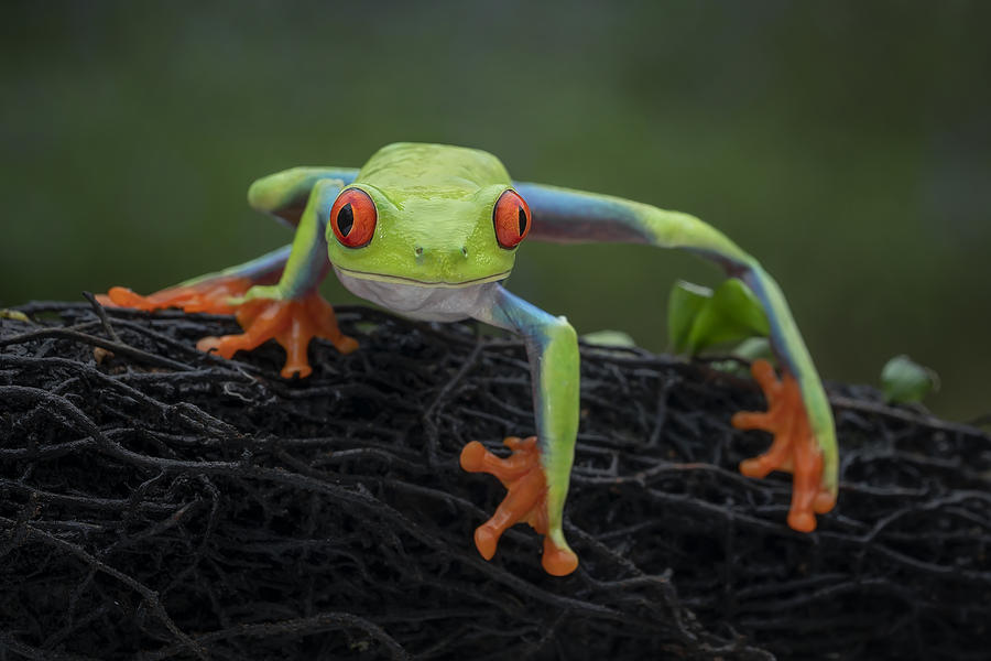 Spider Frog Photograph by Tantoyensen