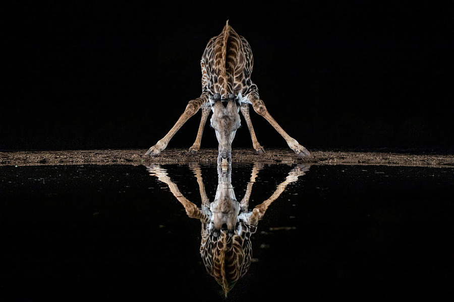 Nature Photograph - Spider Giraffe by Alessandro Catta