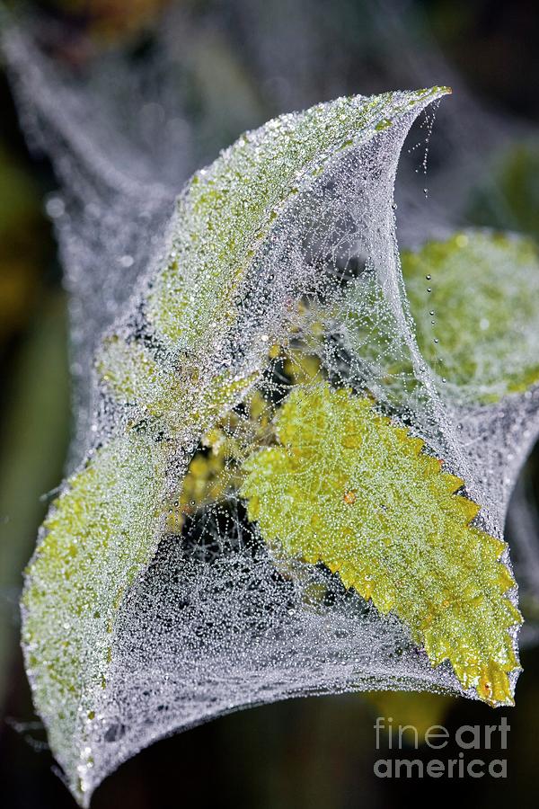 Spider Photograph - Spider Gossamer Silk Tent by Dr Keith Wheeler/science Photo Library