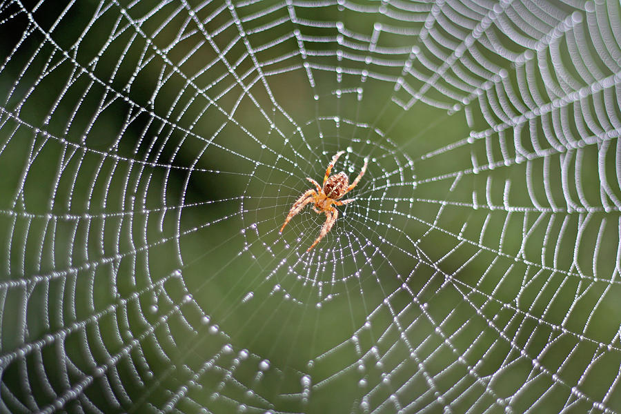 Spider In A Dew Covered Web Photograph by Bruceblock