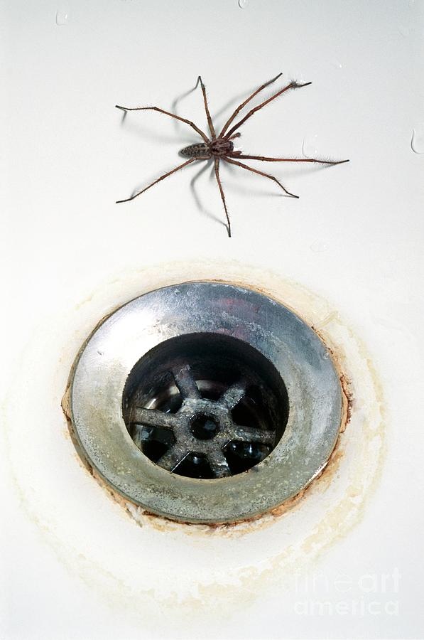 Spider In Bath Photograph by Martyn F. Chillmaid/science Photo Library
