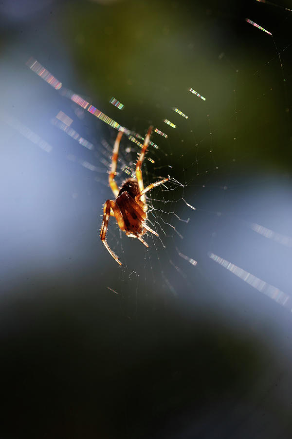 Spider In Its Web Photograph by House Of Pictures / Kennet Havgaard