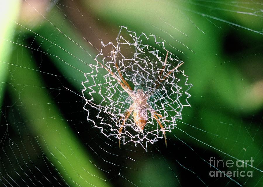 Spider In The Centre Of Its Orb Web Photograph by George Bernard/science Photo Library