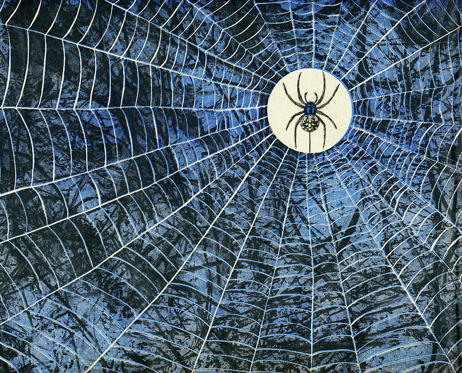 Halloween Drawing - Spider in the Middle of Web by CSA Images