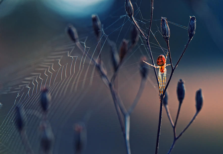 Spider Photograph - Spider Like From Another World by Krasi Matarov