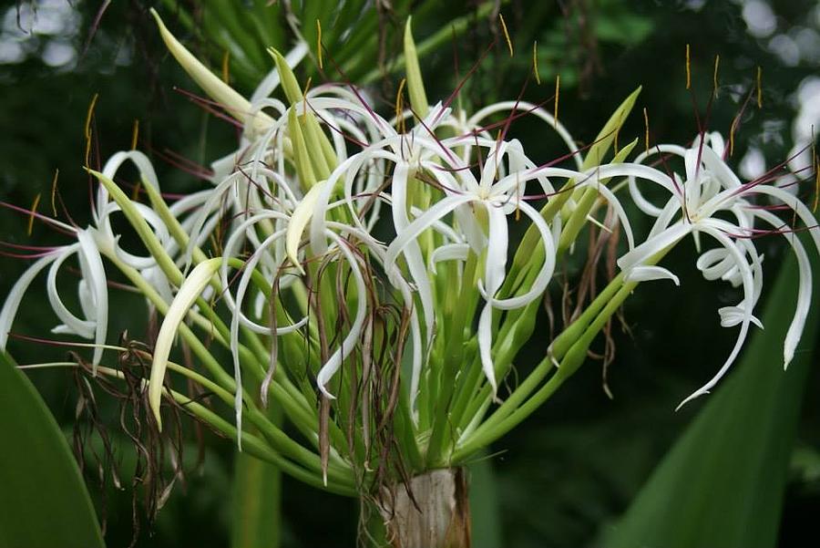 Spider Lilies Photograph by Lindsey Floyd
