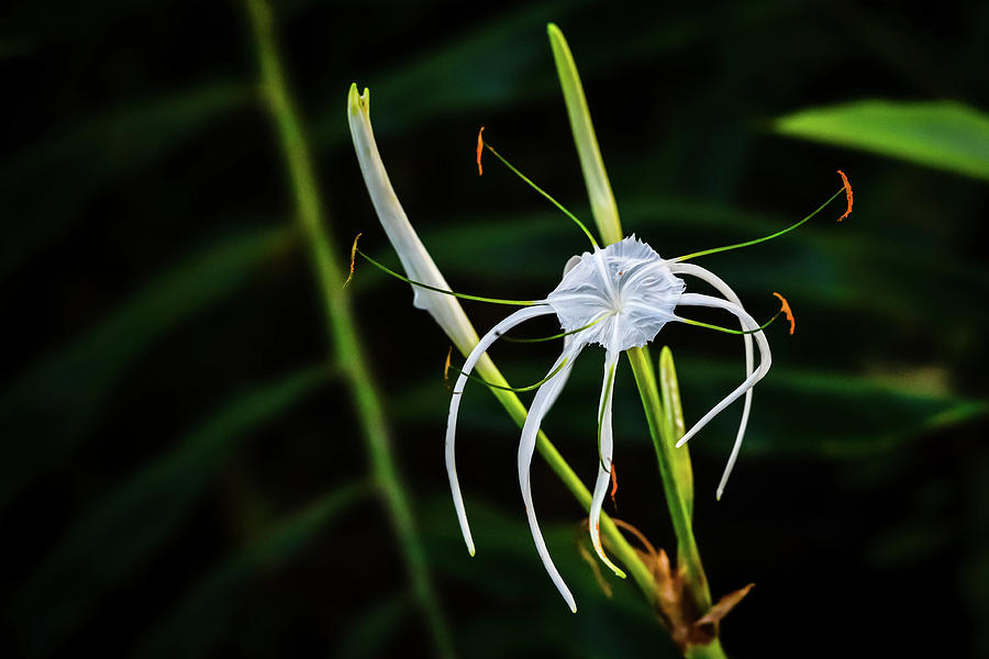 Spider Lily Photograph