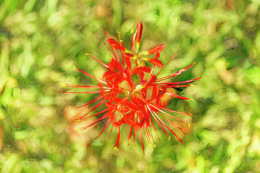 Spider Lily Pop by Kay Brewer Spider Lily Pop by Kay Brewer
