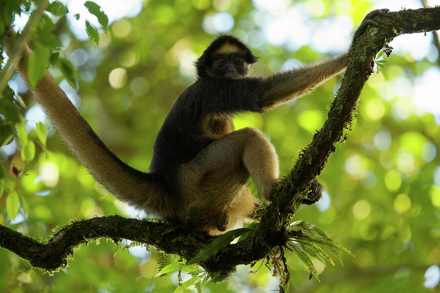 Spider Monkey At The Tiputini Biodiversity Station Photograph by Tim ...