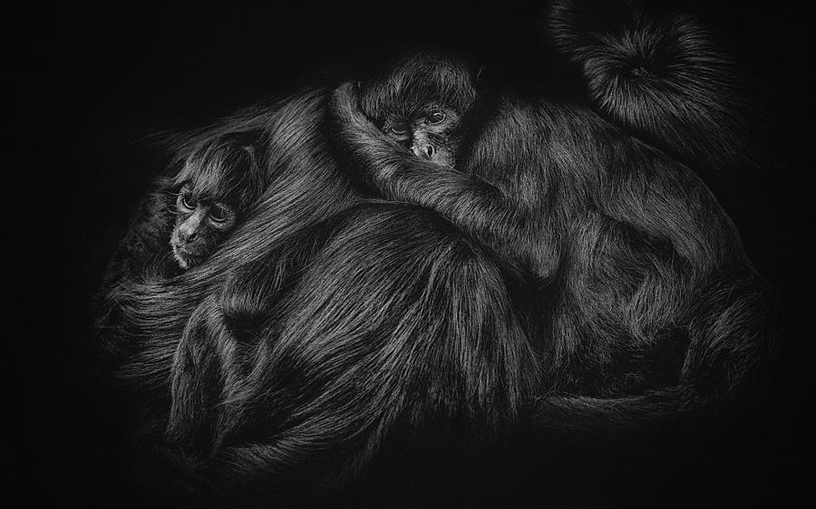 Ape Photograph - Spider Monkeys by Paul Gs