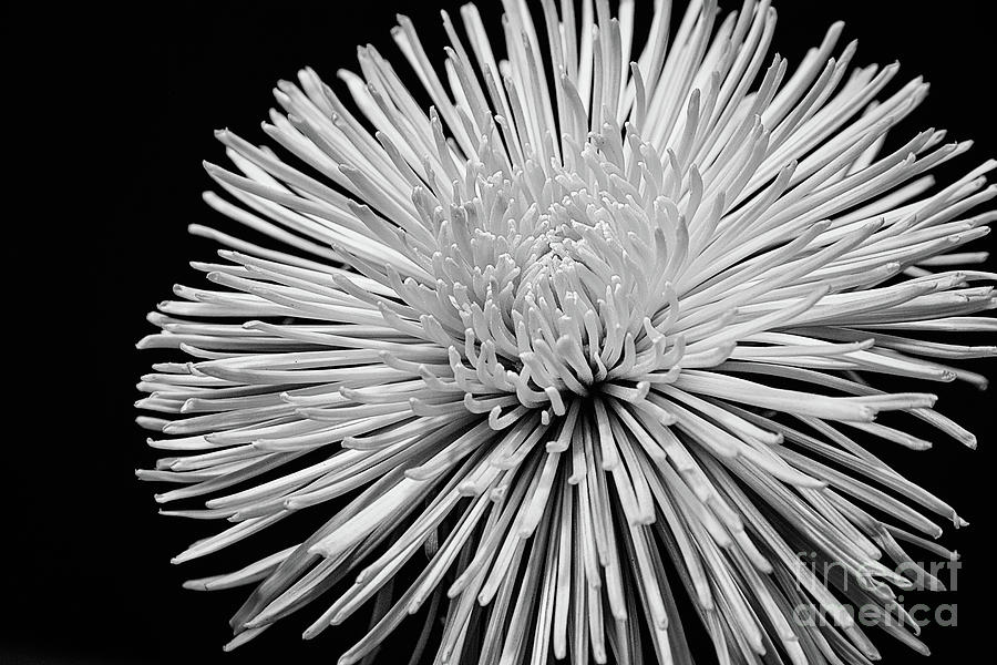 Spider Mum Black And White Photograph by Sharon McConnell