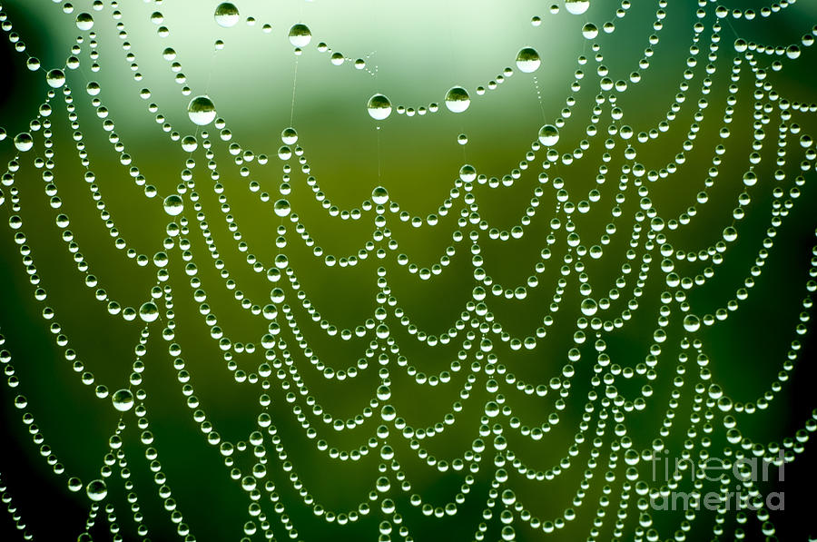 Dewdrop Photograph - Spider Net With Water Drops by Ubc Stock Dewdrop Photograph - Spider Net With Water Drops by Ubc Stock