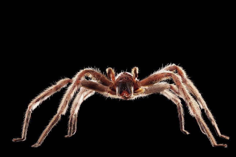 Spider On Black Background, Front View Photograph by Paul Taylor
