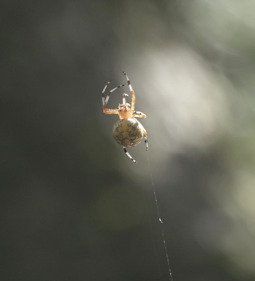 Spider Photograph