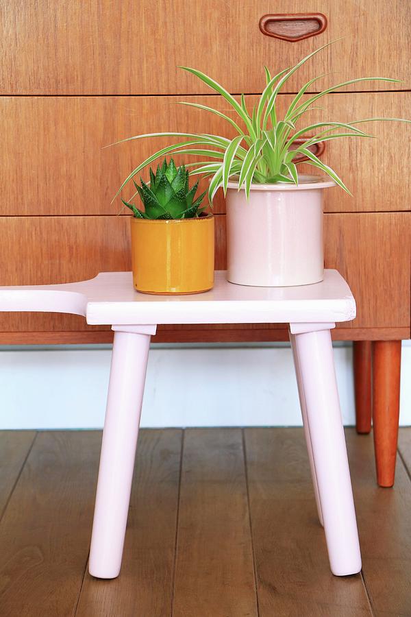 Spider Plant And Succulent On Pink Stool Photograph by Marij Hessel