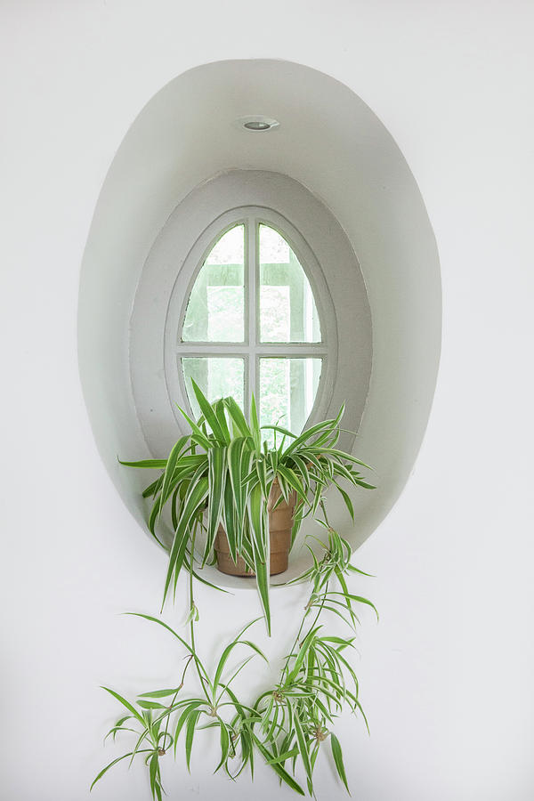 Spider Plant chlorophytum Comosum In Oval Window Niche Photograph by Anne-catherine Scoffoni