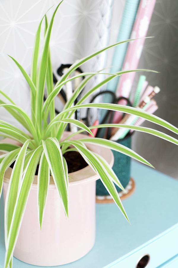 Spider Plant In Pink Pot On Small, Pale Blue Chest Of Drawers Photograph by Marij Hessel