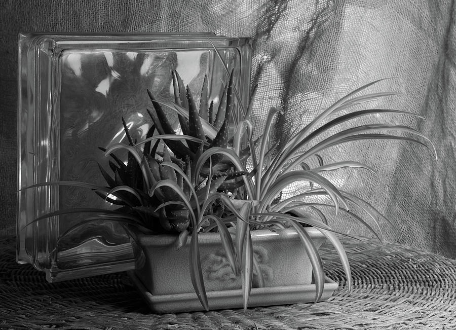 Spider Plant Photograph