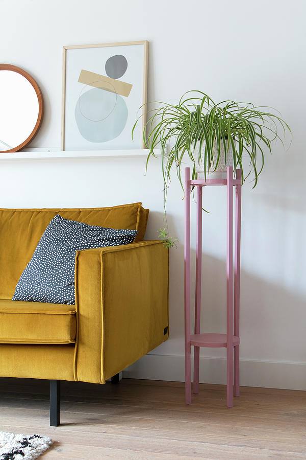 Spider Plant On Pink Plant Stand Next To Yellow Sofa Photograph by Marij Hessel