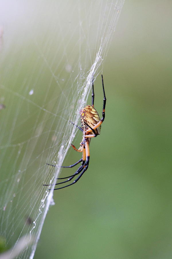 Spider Profile Photograph by Patrick Nowotny