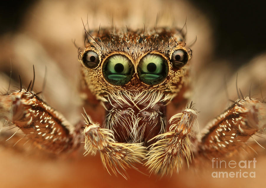 Macro Photograph - Spider by Vasekk Macro Photograph - Spider by Vasekk