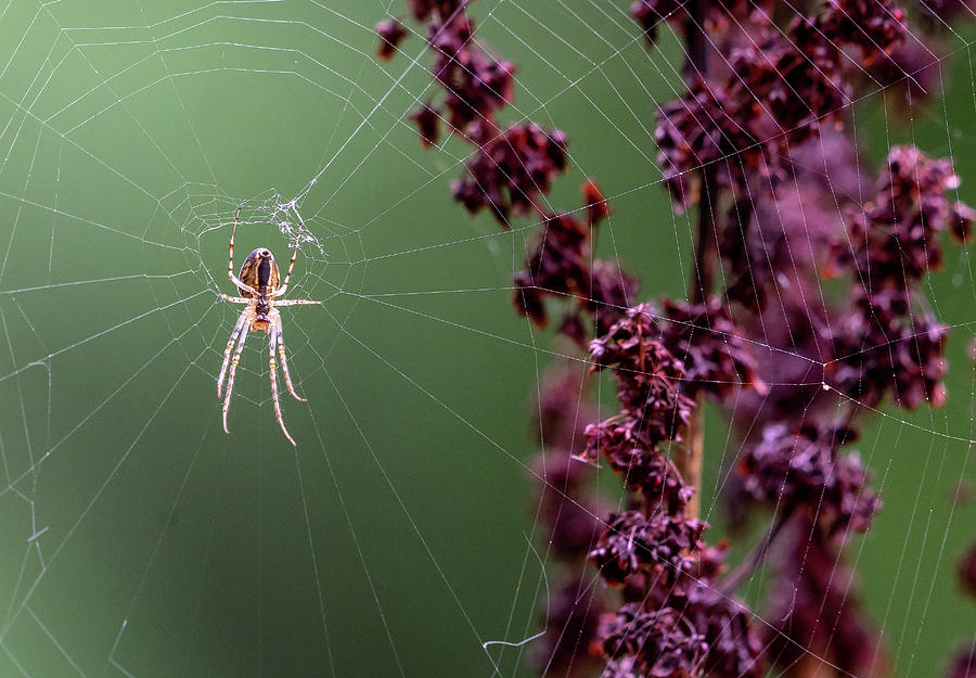 Spider Waiting for Prey Photograph by Timothy Anable