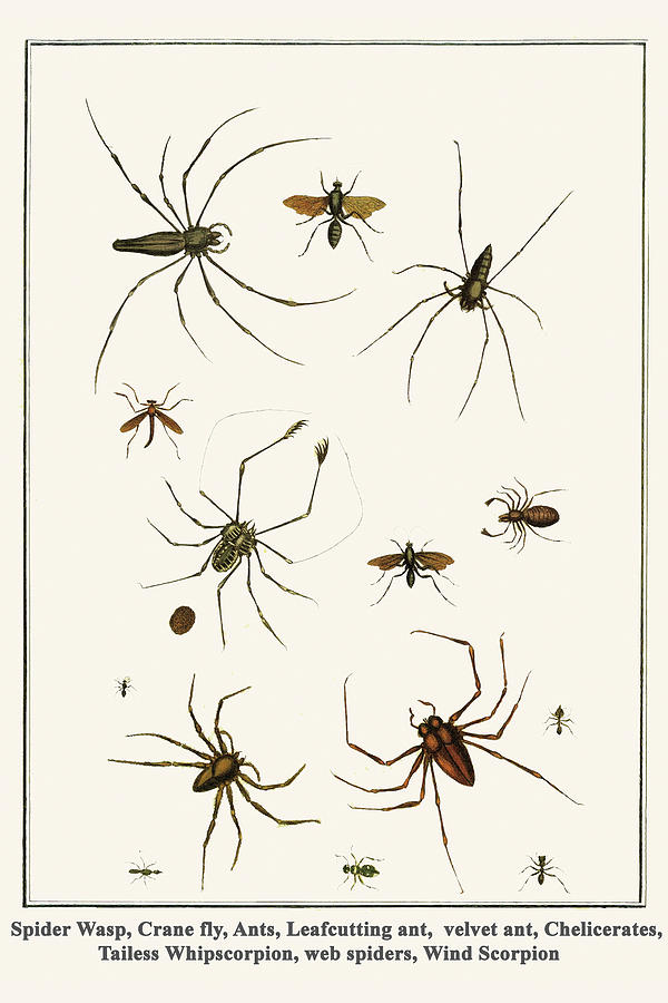 Spider Wasp, Crane fly, Ants, Leafcutting ant, velvet ant, Chelicerates, Tailess Whipscorpion, spiders, Wind Scorpion Painting by Albertus Seba