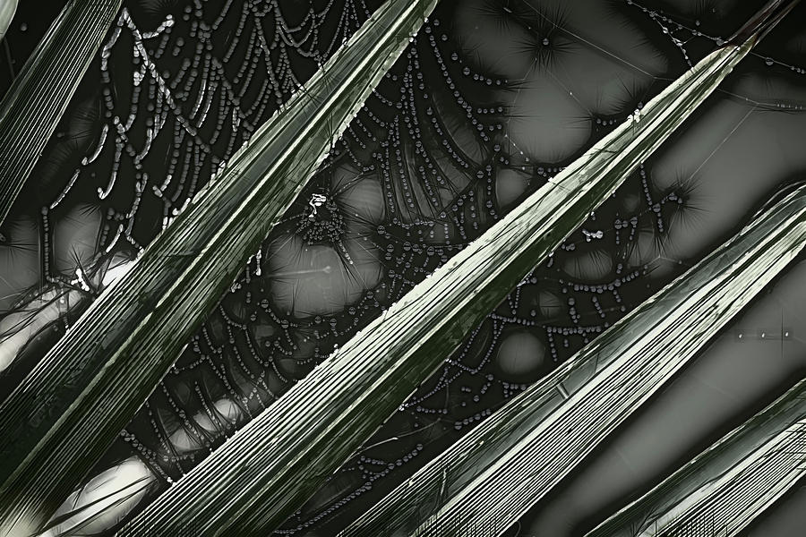 Spider Web and Palm Frond Abstract Photograph by Debra Martz