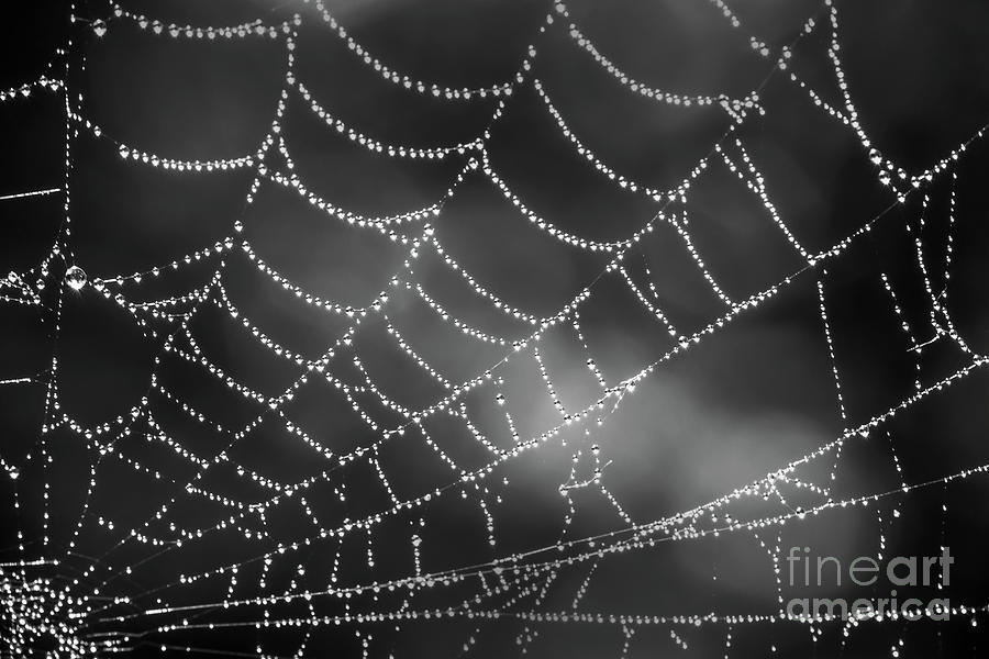 Spider web black and white Photograph by Delphimages Photo Creations