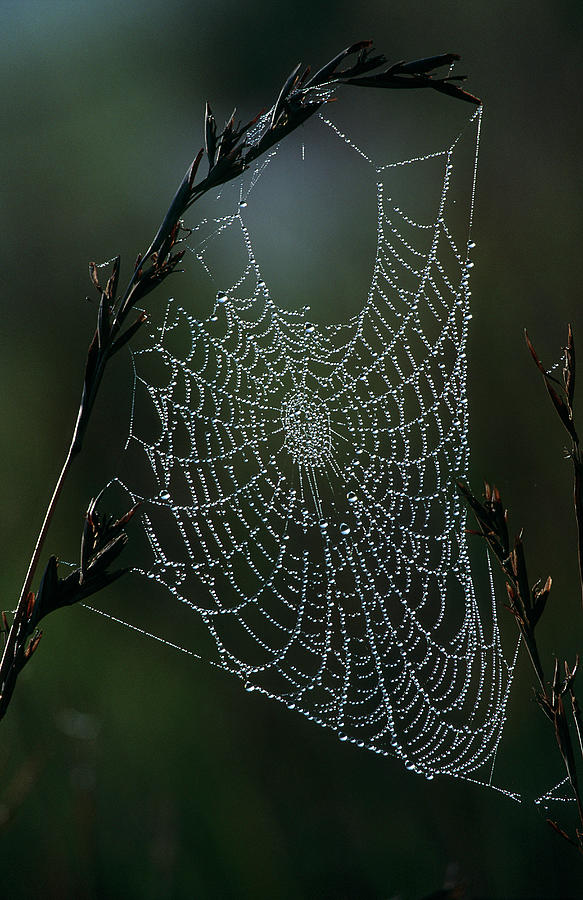 Spider Web Covered In Dew Hanging From Photograph by Heinrich Van Den Berg