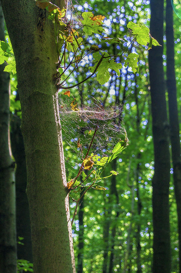 Tree Photograph - Spider web in a forest by Sun Travels