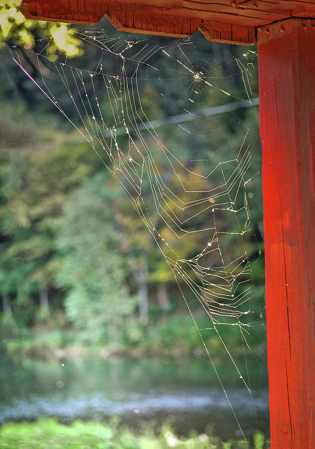 Spider Web in a window frame Photograph by Cordia Murphy
