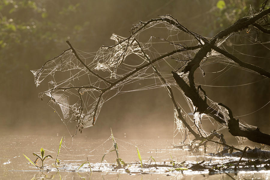 Spider Web In Warm Light On The Bank Of The Spree, Spreewald, Brandenburg Photograph by Martin Siering Photography