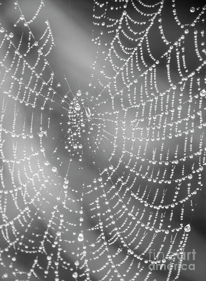 Nature Photograph - Spider Web by Juli Scalzi