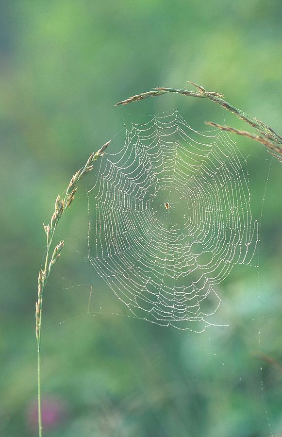 Spider Web Photograph by Michael Lustbader