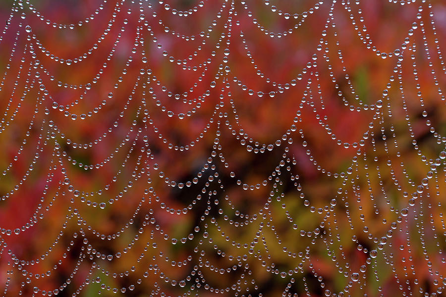 Spider Web Digital Art by Tim Mannakee