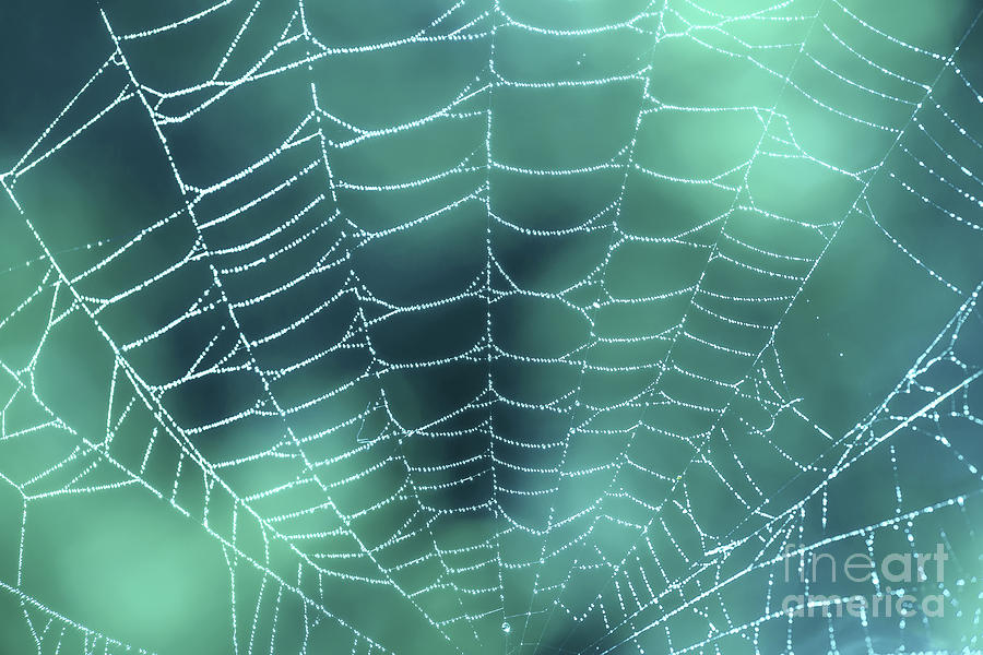 Spider web with dew Photograph by Delphimages Photo Creations