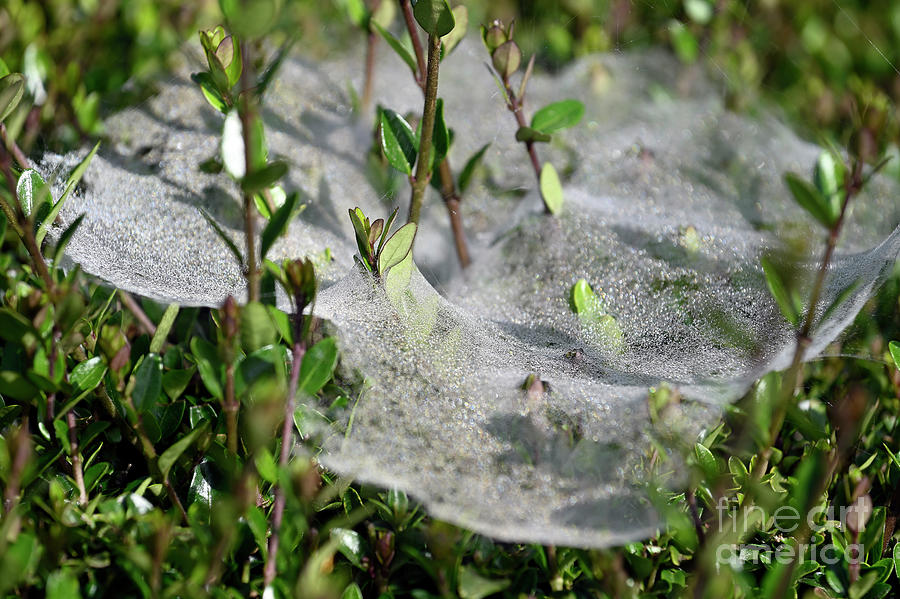 Spider web with dewdrops Photograph by George Atsametakis