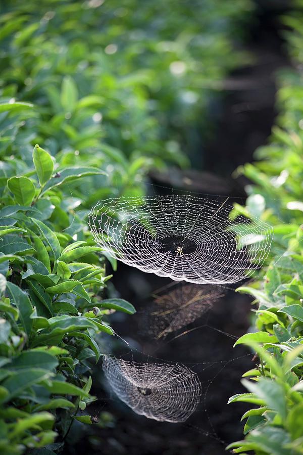 Spider Webs Between Tea Plants, Japan Photograph by Martina Schindler
