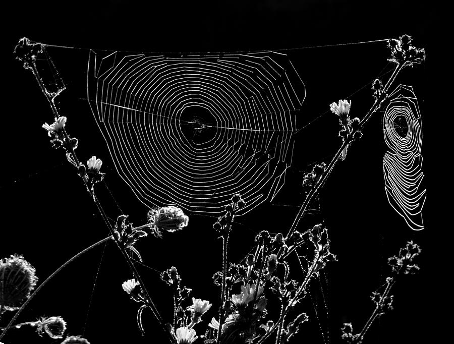 Spider Photograph - Spider Webs by Ivan Lesica